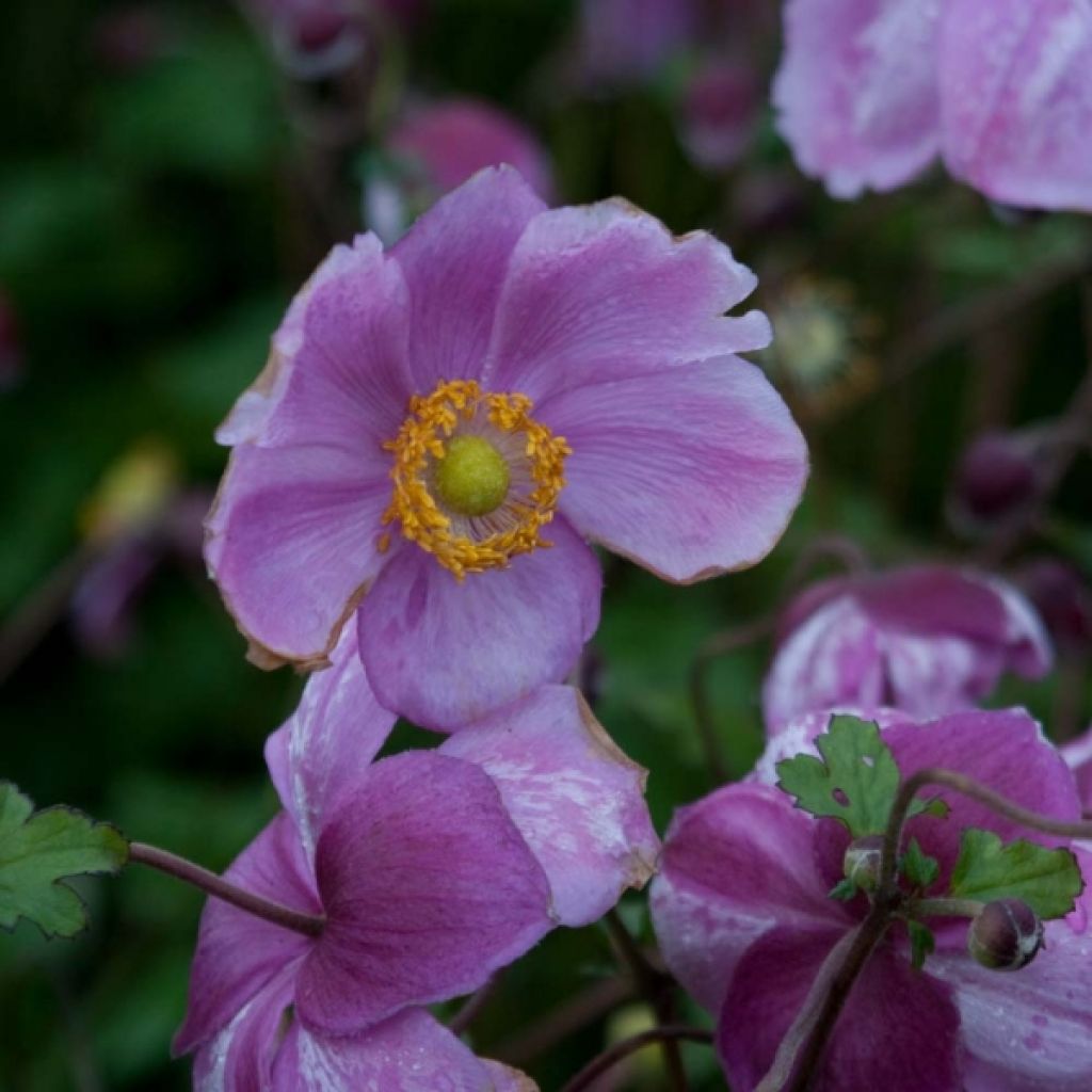 Anemone hybrida Rosenschale