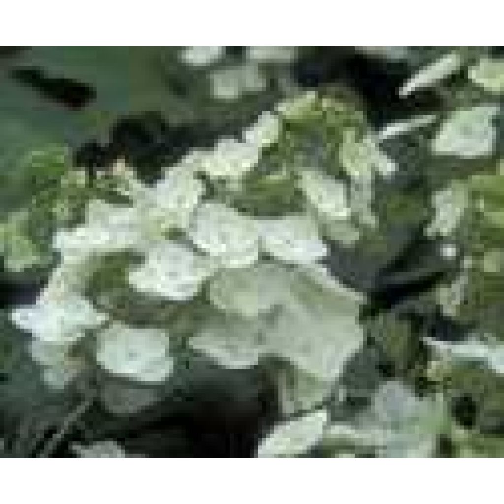 Hydrangea quercifolia Applause