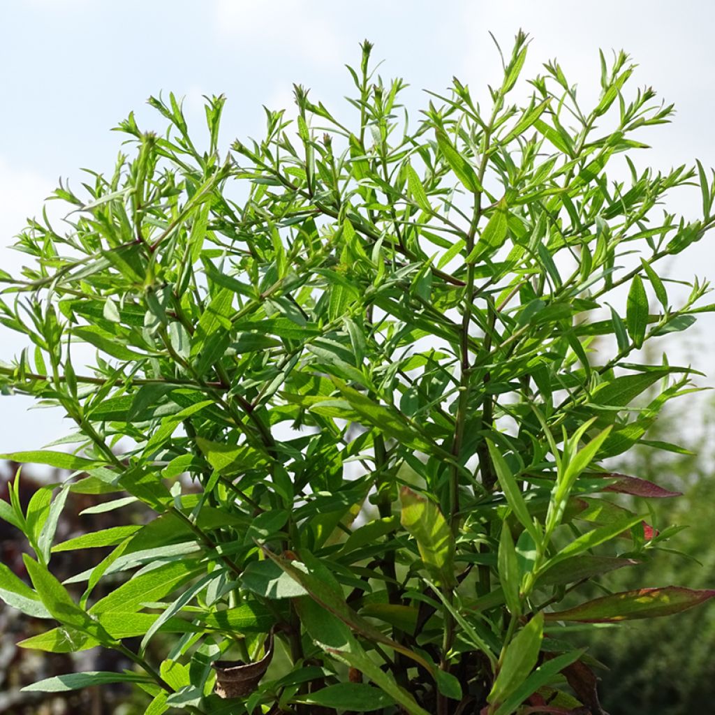 Aster ageratoides Asmo