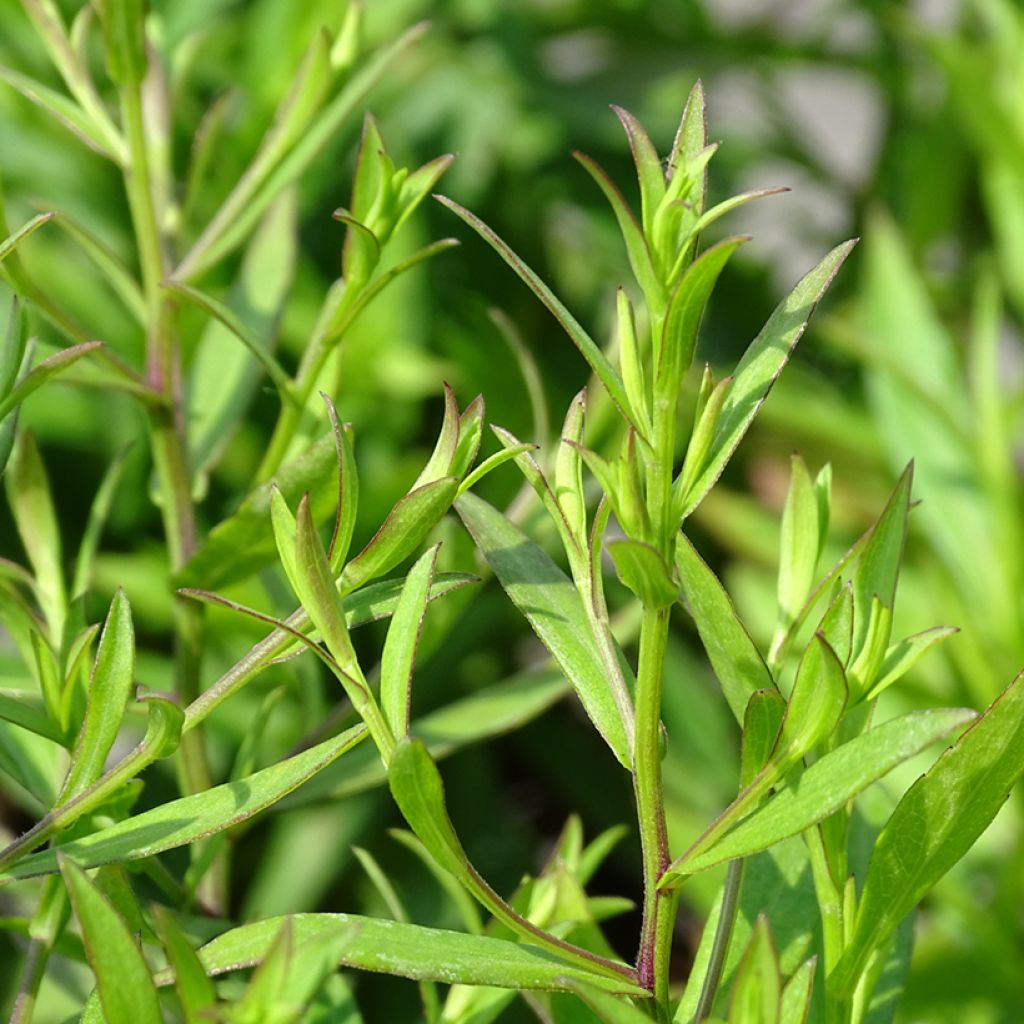 Aster ageratoides Asmo