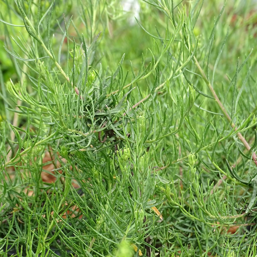 Aster linosyris