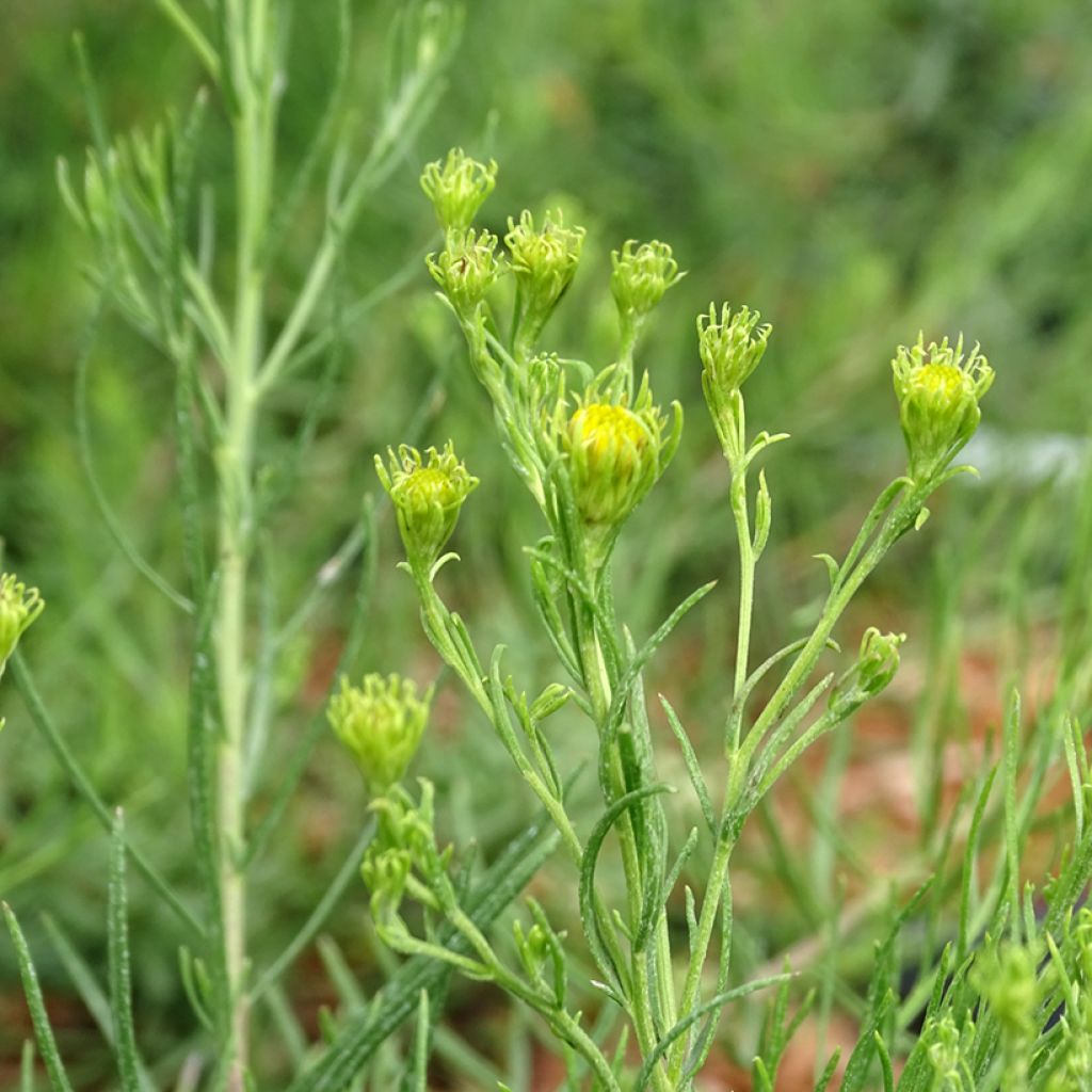 Aster linosyris