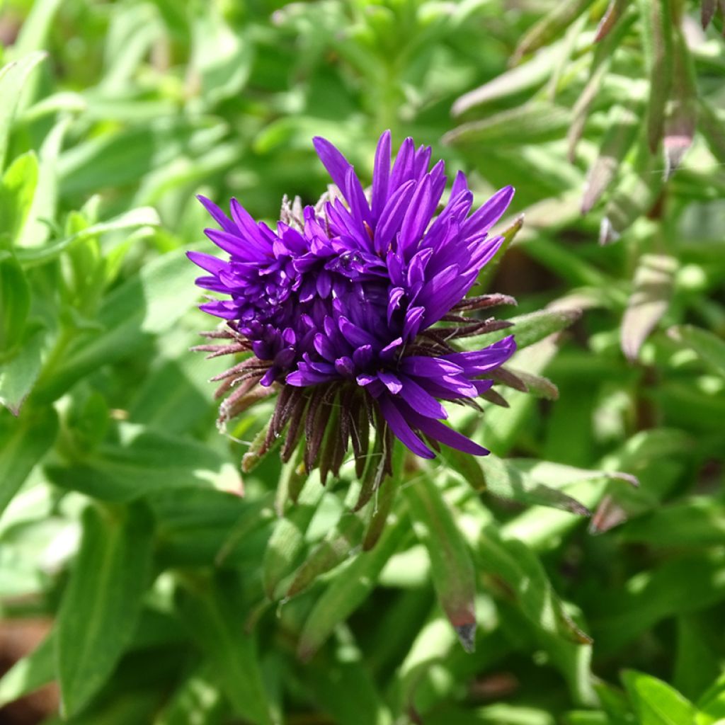 Aster novae-angliae Purple Dome