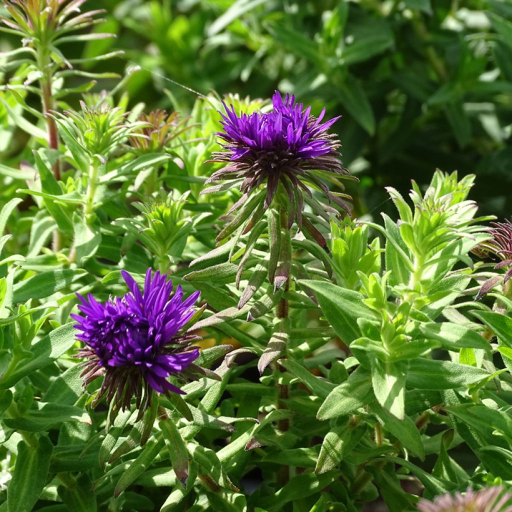 Aster novae-angliae Purple Dome