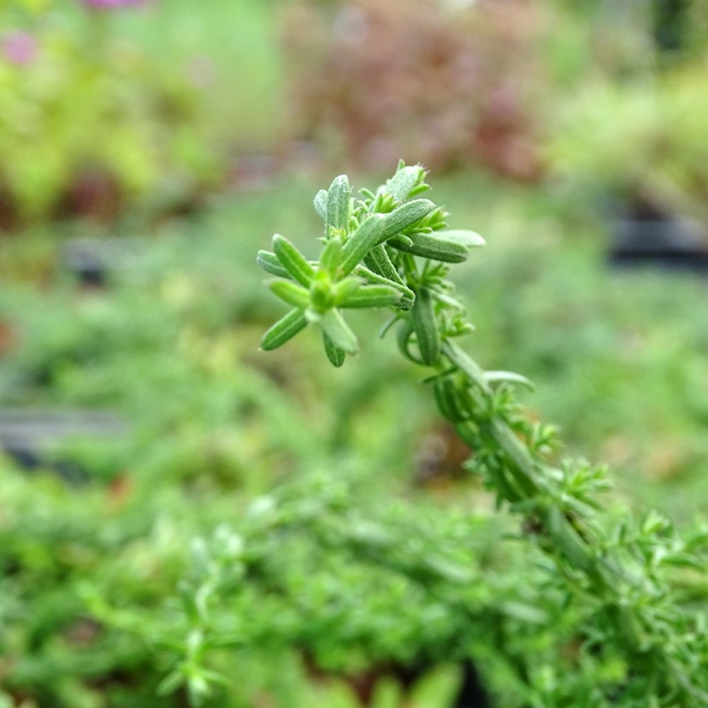 Aster ericoïdes f. prostratus Snow Flurry