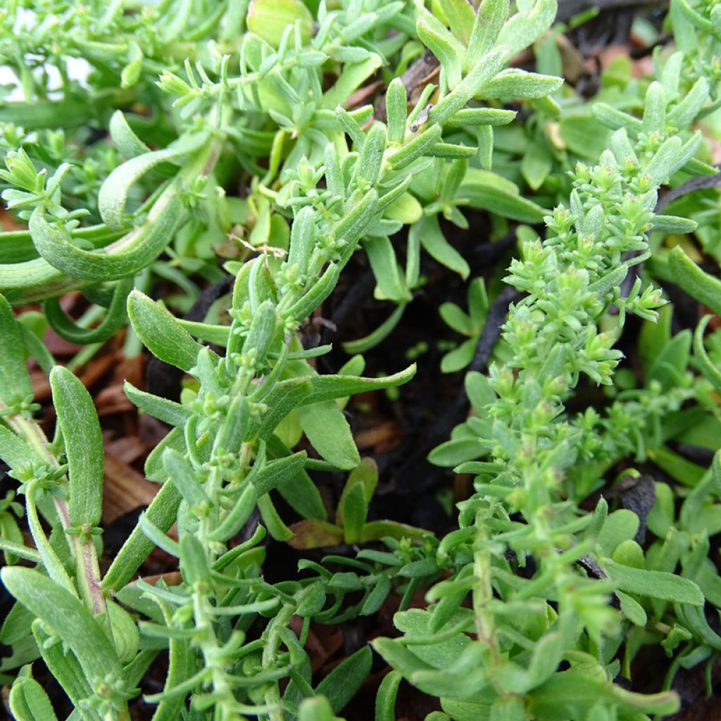 Aster ericoïdes f. prostratus Snow Flurry