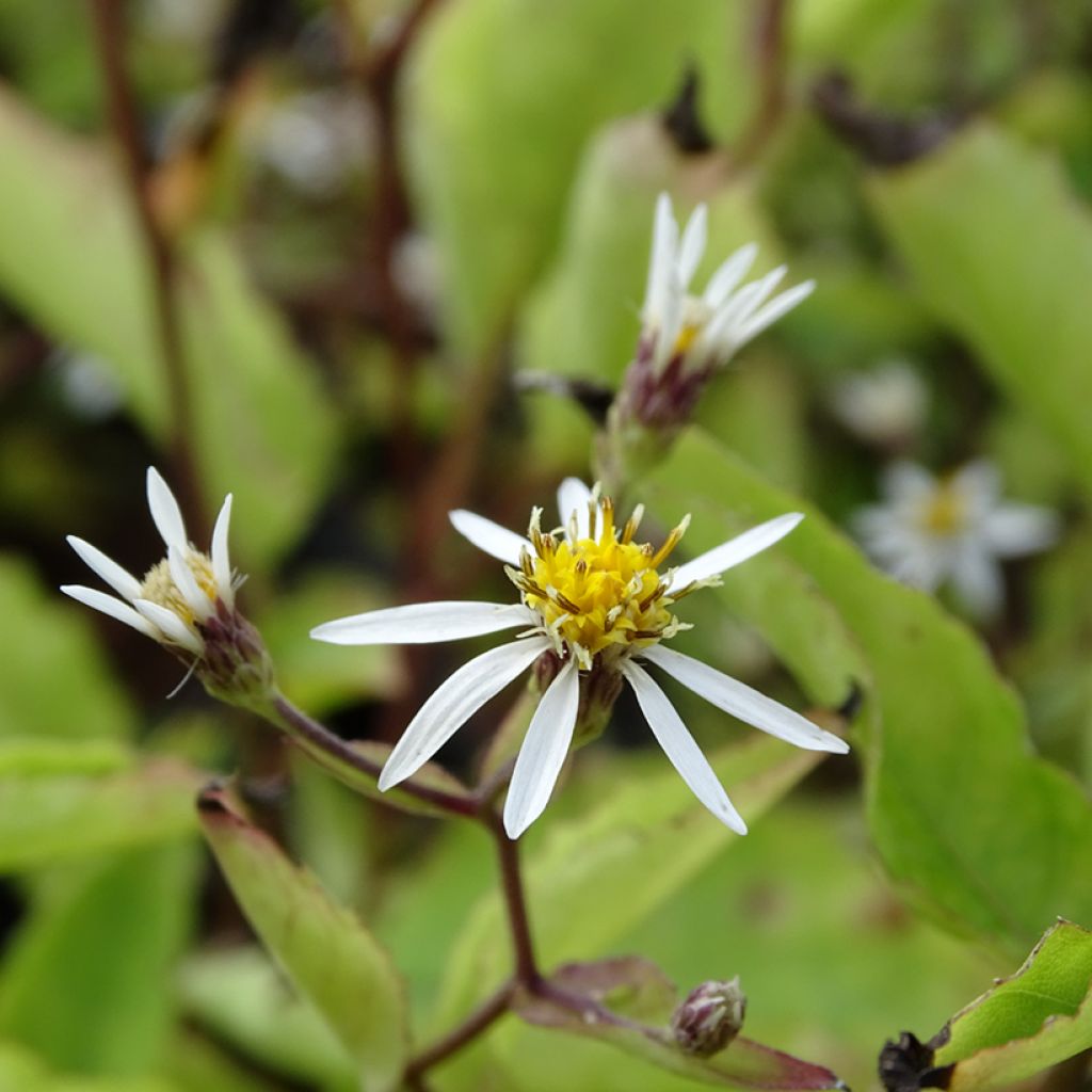 Aster tradescantii