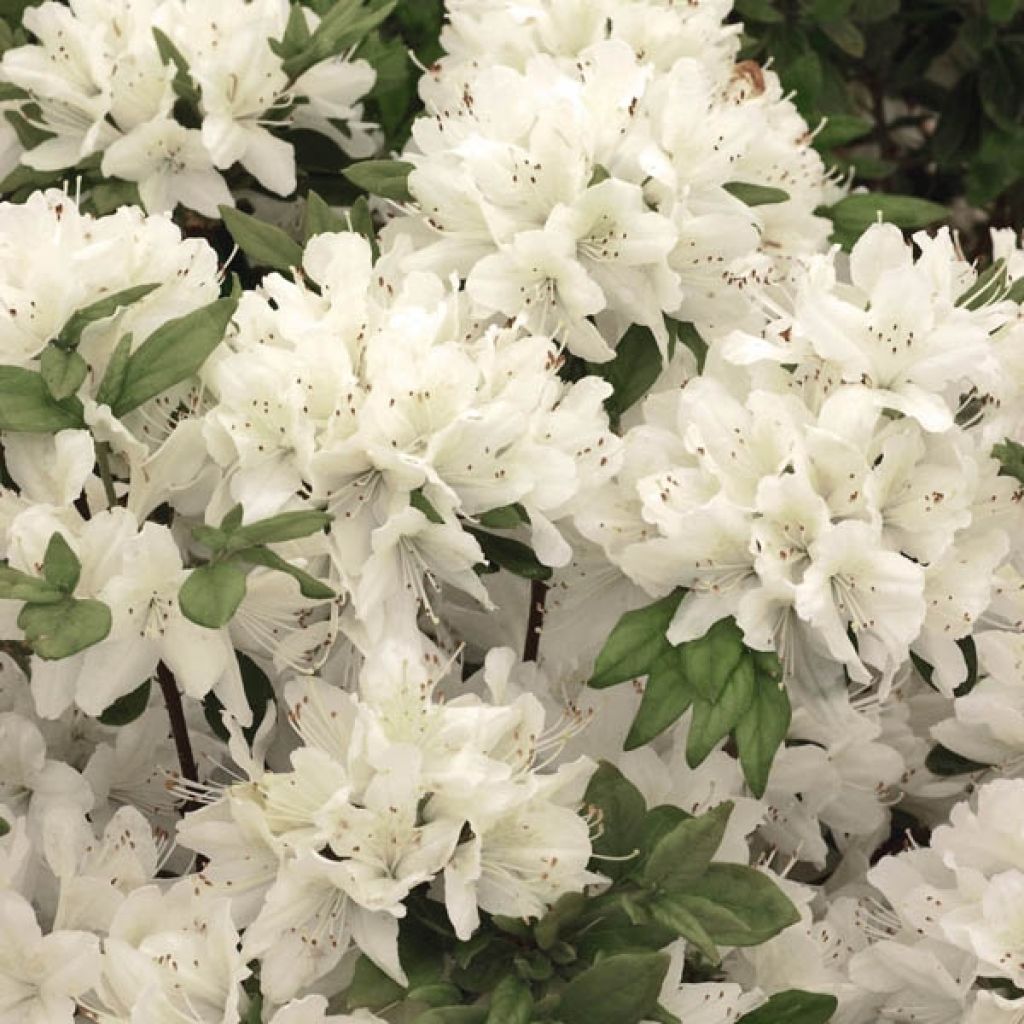 Azalea japonica Schneewittchen