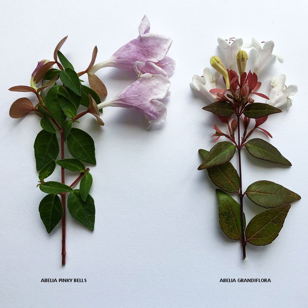 Abelia grandiflora PINKY BELLS