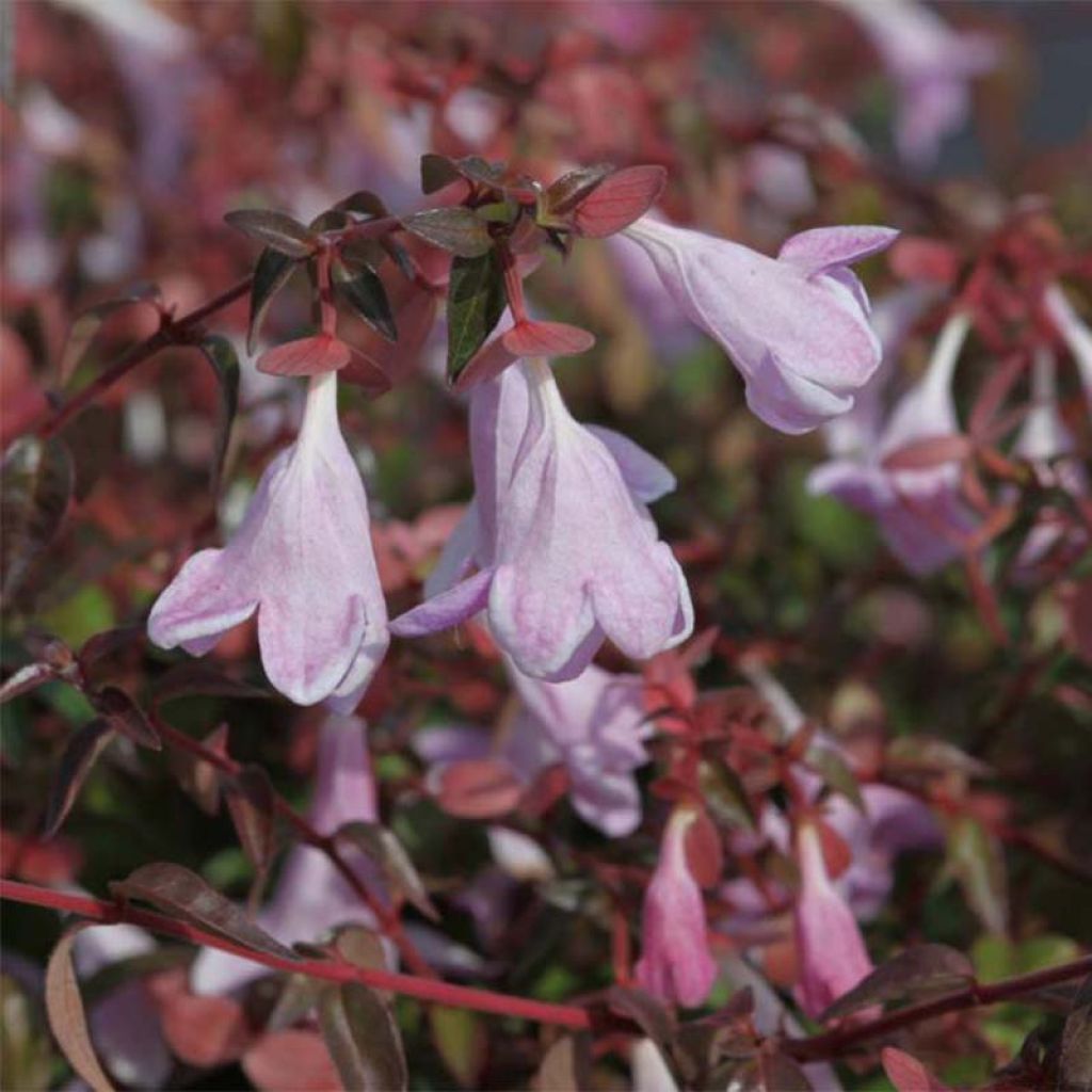 Abelia grandiflora PINKY BELLS