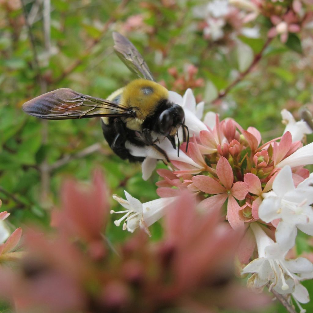 Abelia grandiflora - Abelia with large flowers