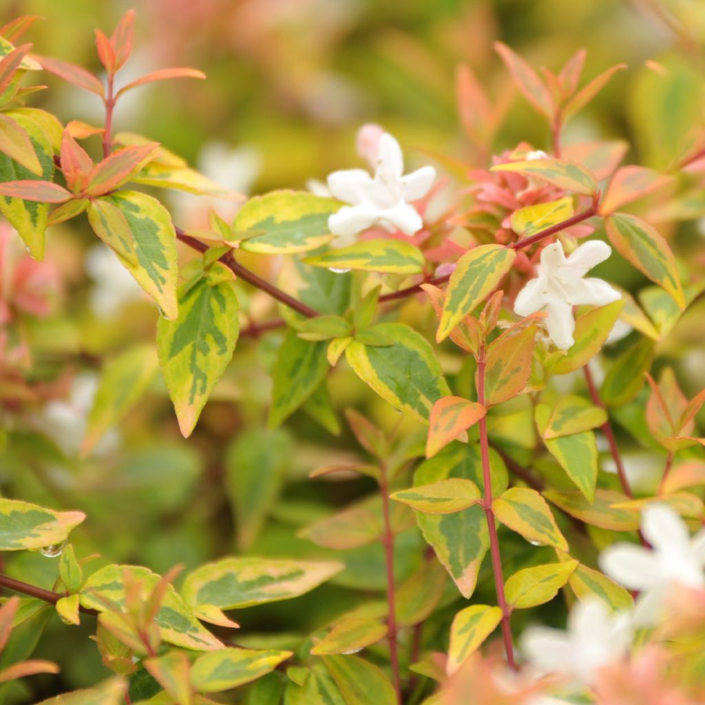 Abelia x grandiflora Kaleidoscope