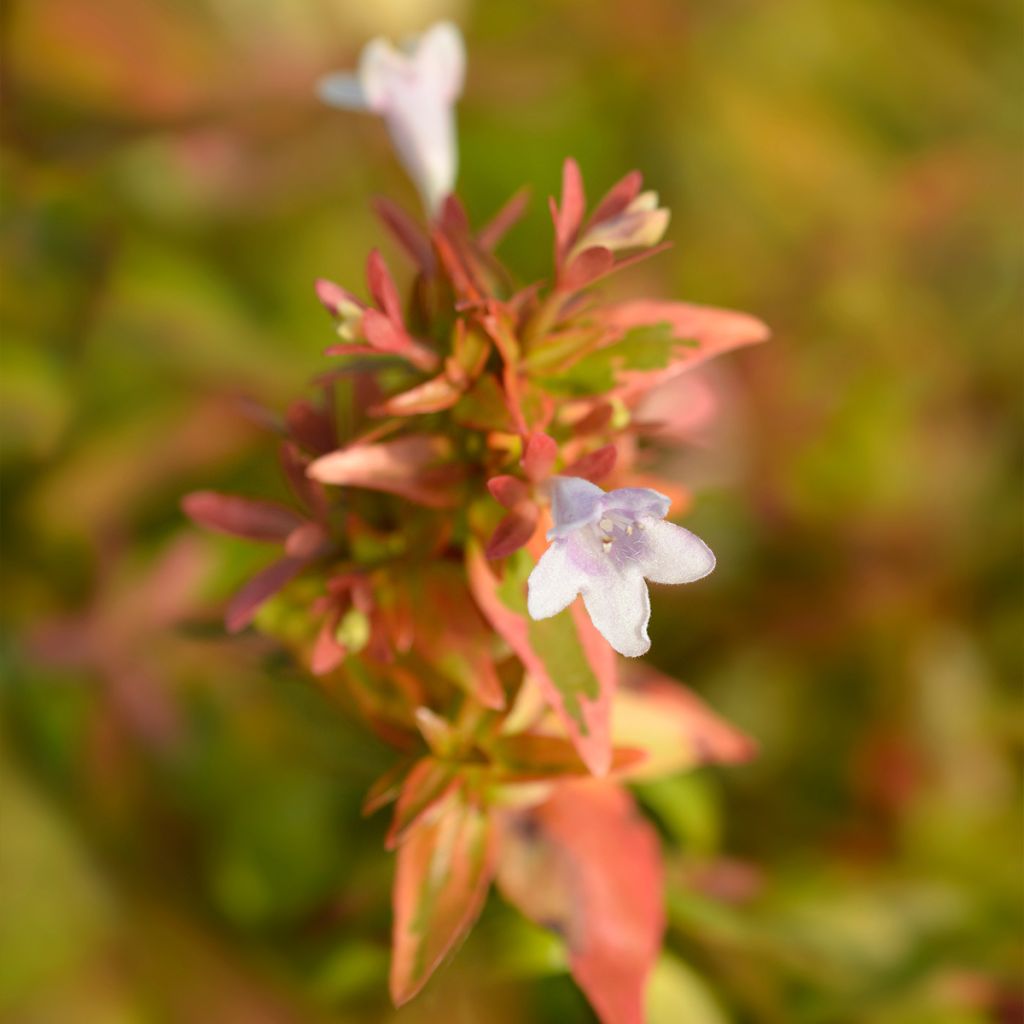 Abelia x grandiflora Kaleidoscope