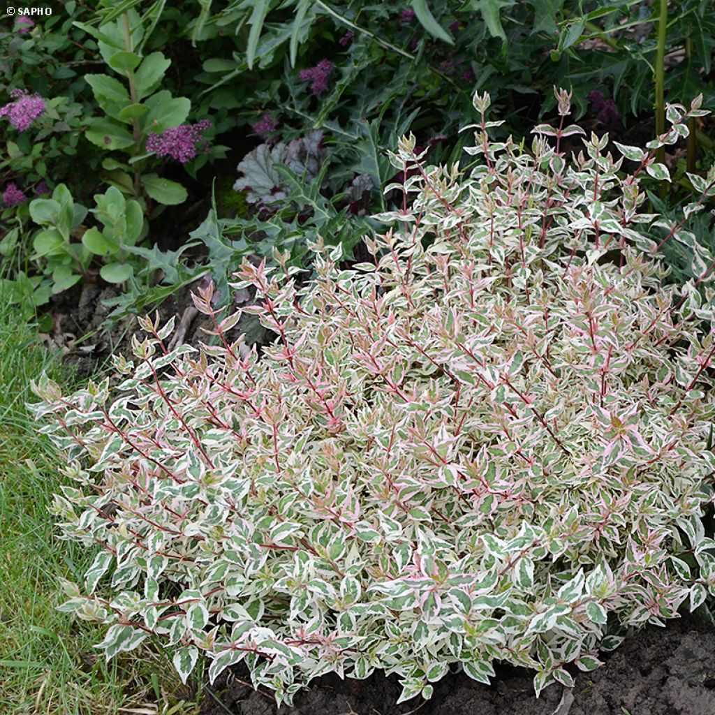 Abelia grandiflora Pink Lady