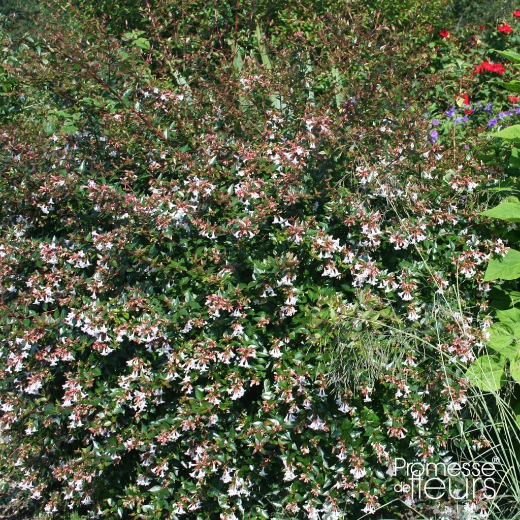 Abelia x grandiflora Semperflorens