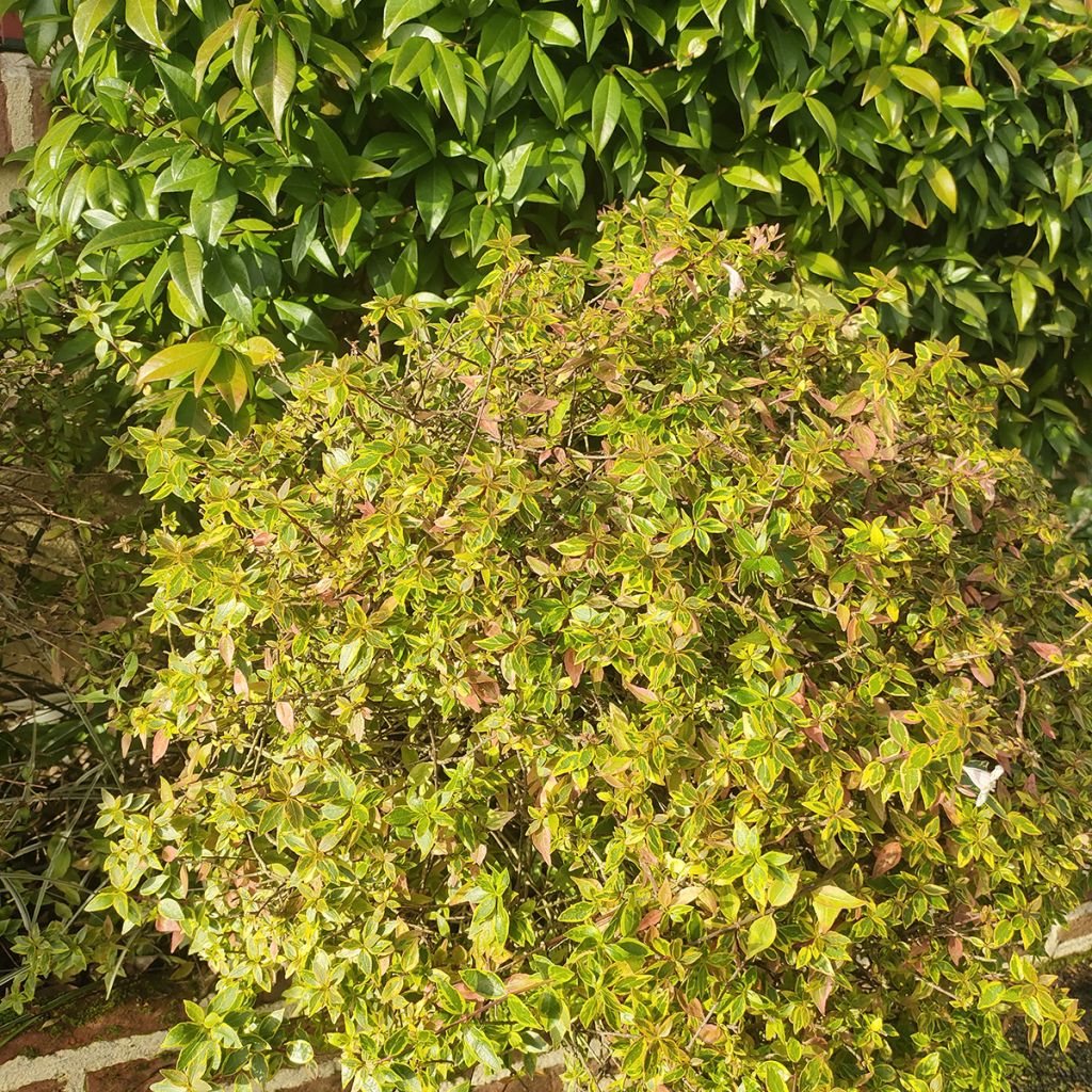 Abelia x grandiflora Sunshine Daydream 'Abelops'