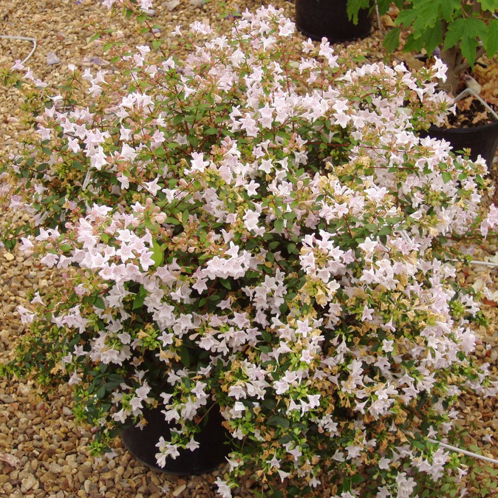 Abelia grandiflora PINKY BELLS