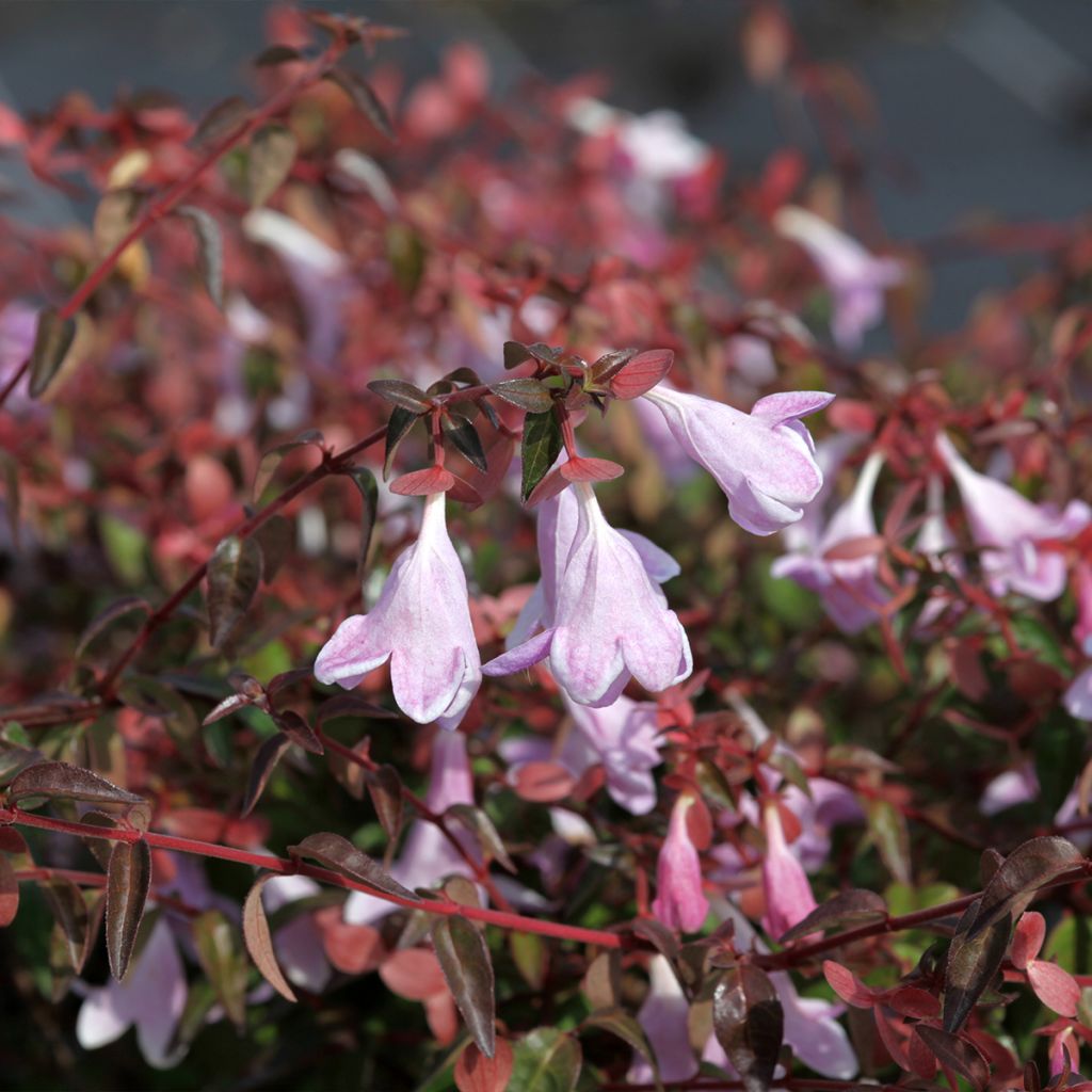 Abelia grandiflora PINKY BELLS