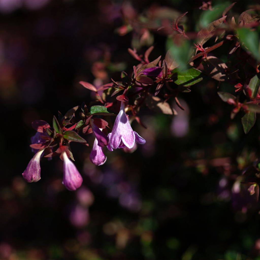 Abelia grandiflora PINKY BELLS