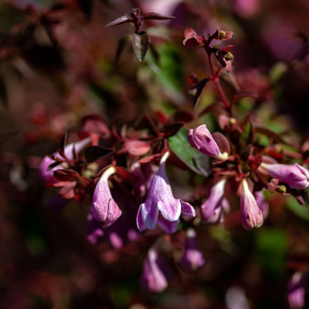 Abelia grandiflora PINKY BELLS