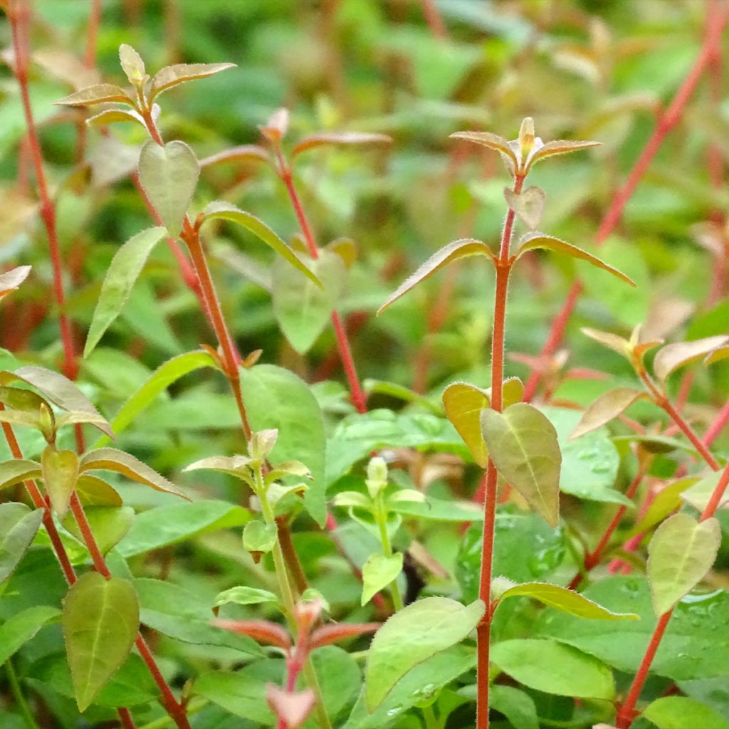 Abelia grandiflora PINKY BELLS