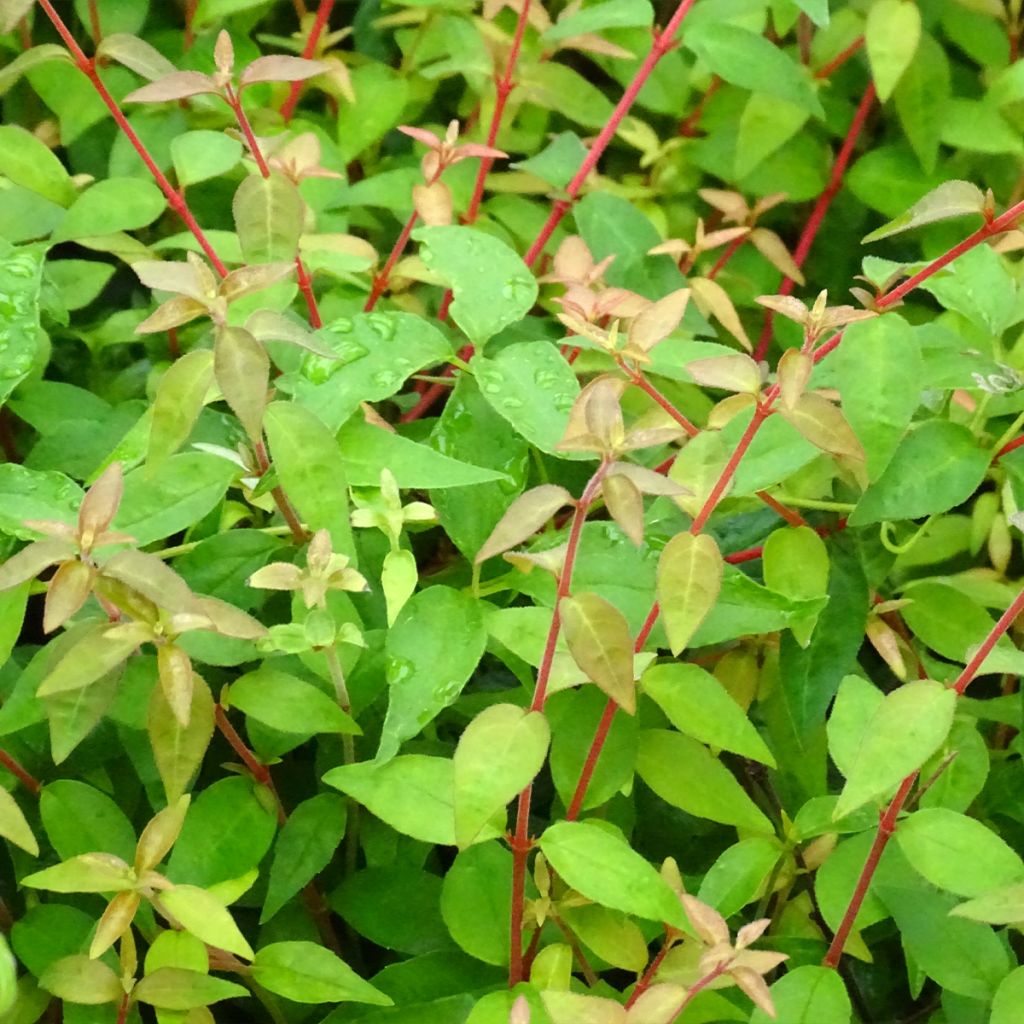 Abelia grandiflora PINKY BELLS
