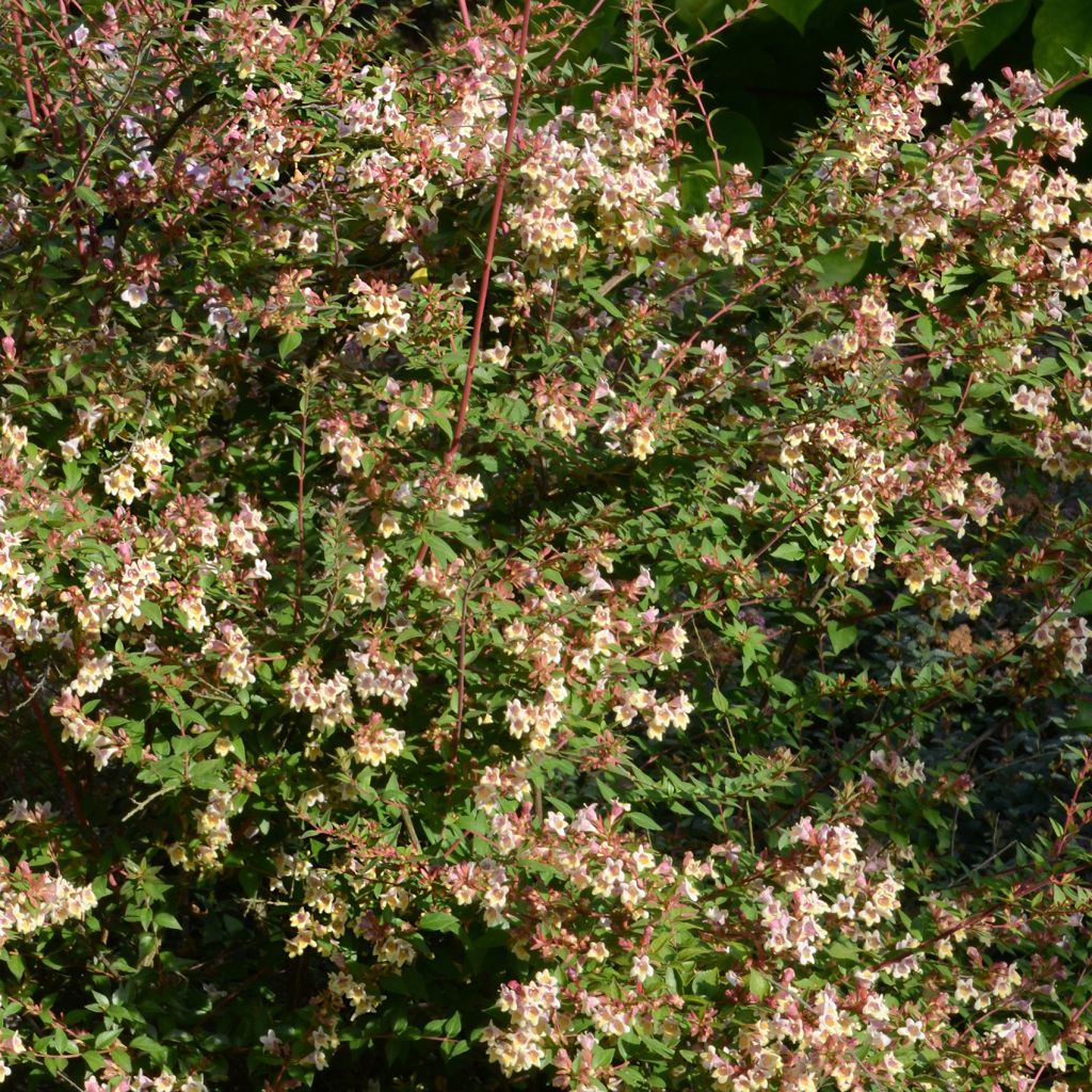 Abelia x grandiflora Sunny Charm MINDUO1