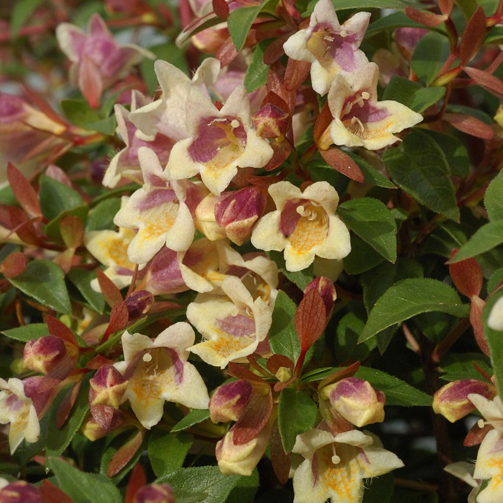 Abelia x grandiflora Sunny Charm MINDUO1