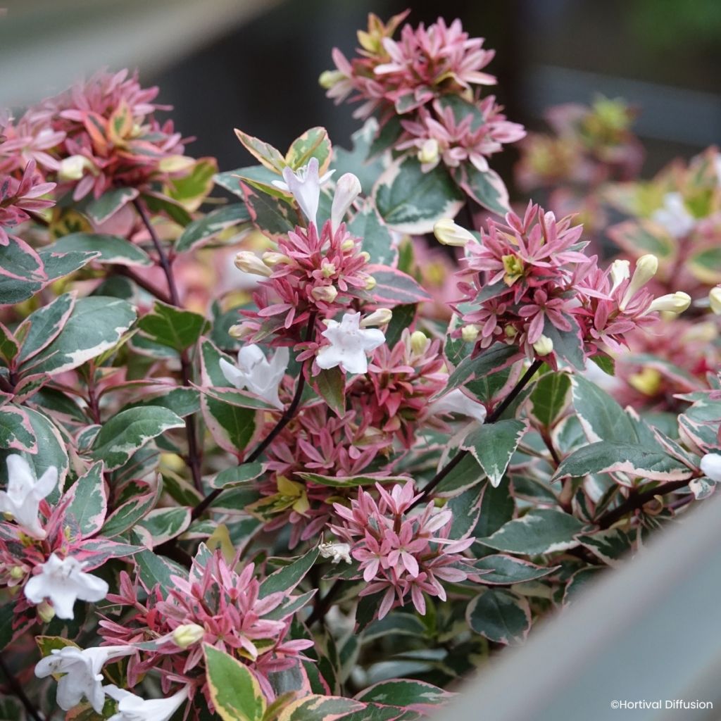 Abelia x grandiflora Psykedelik