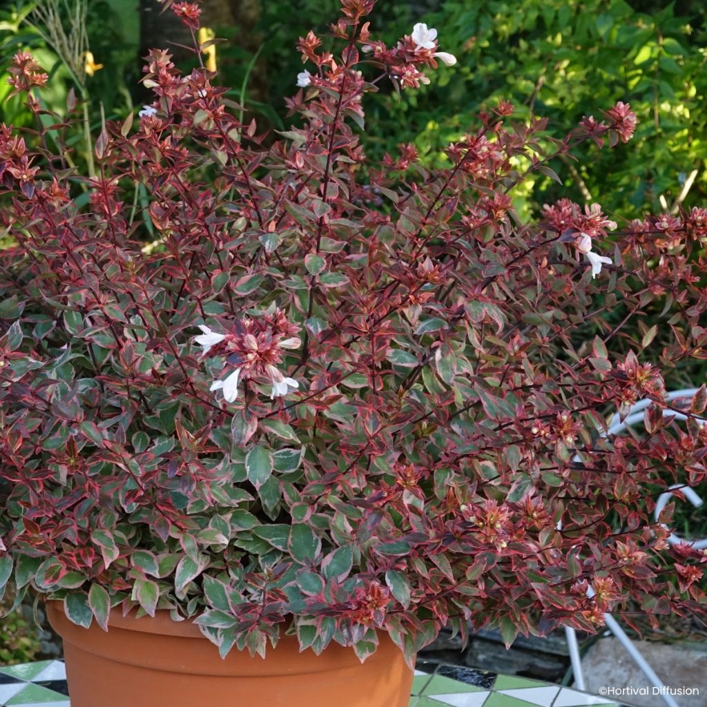 Abelia x grandiflora Psykedelik