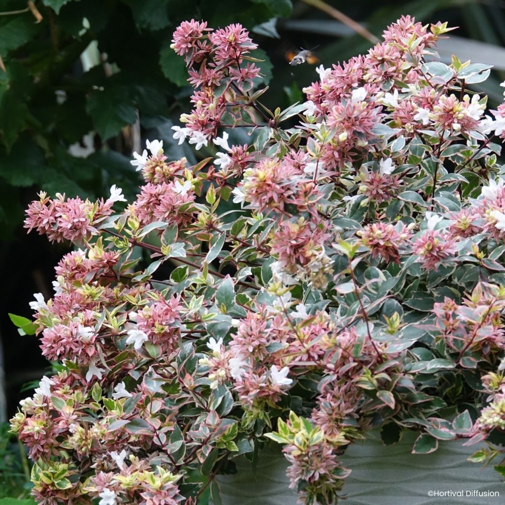 Abelia x grandiflora Psykedelik