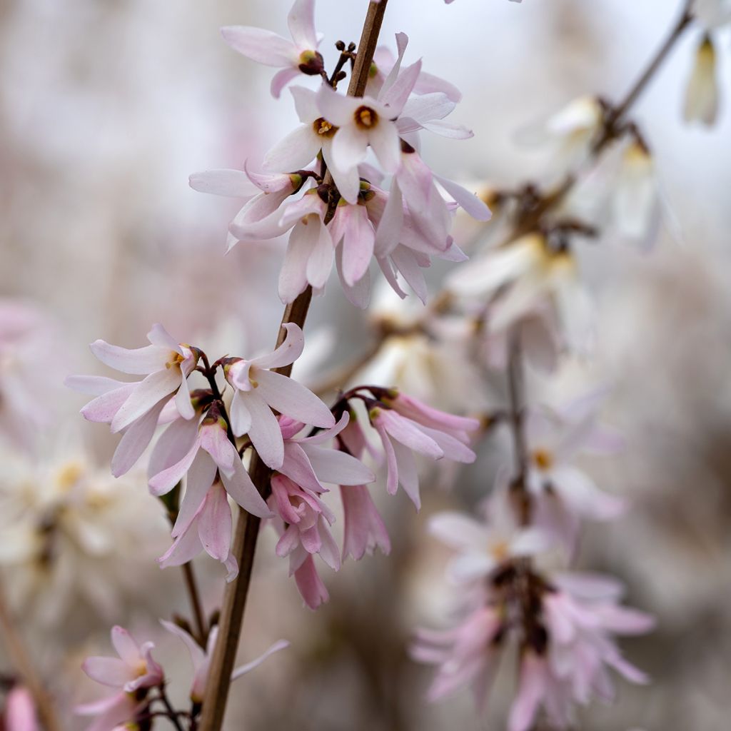 Abeliophyllum distichum Roseum