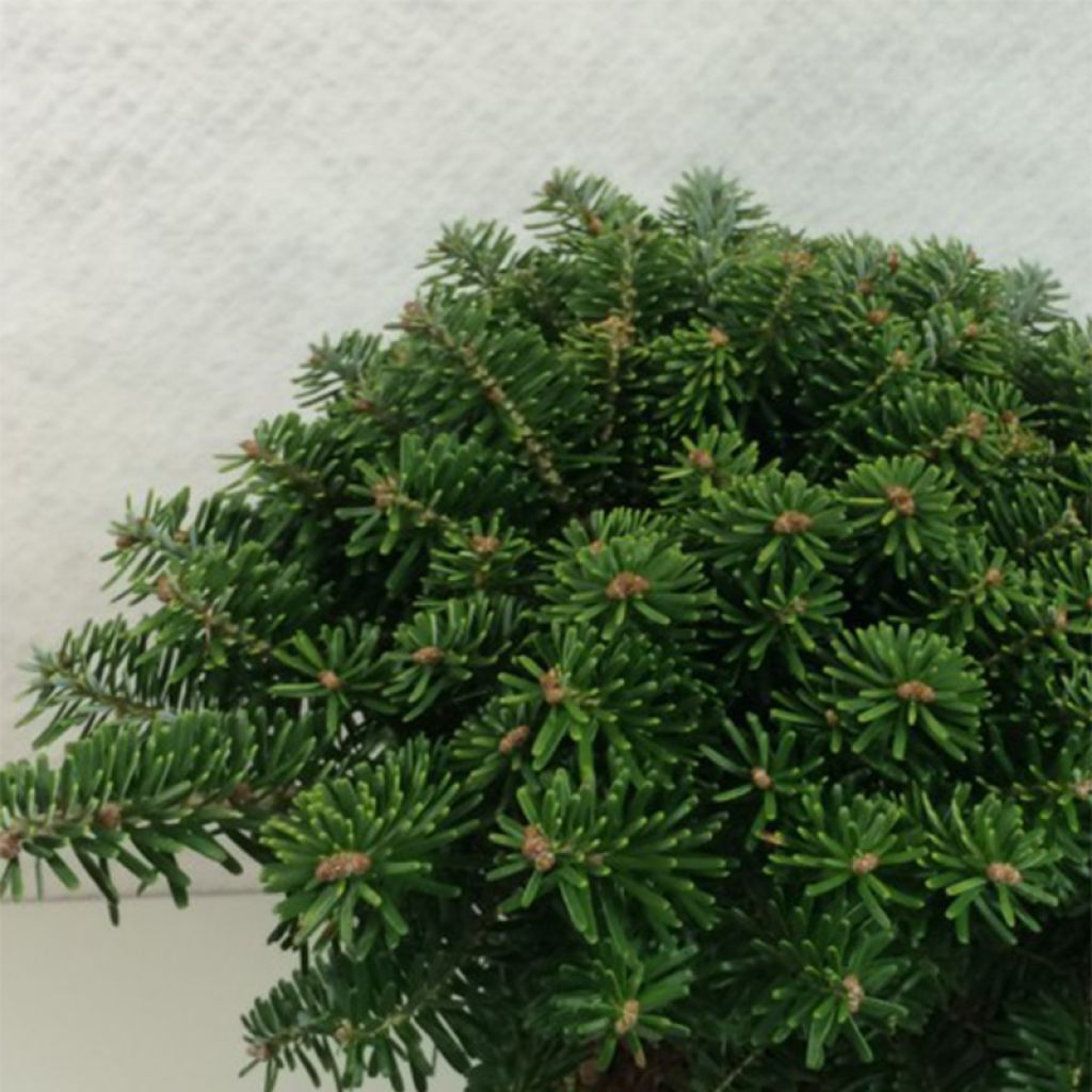 Abies koreana Tundra - Sapin de Corée nain