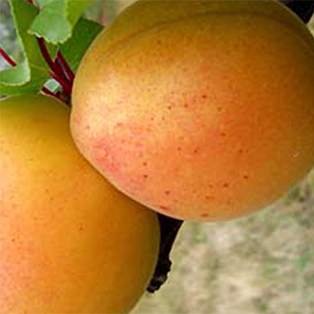 Prunus armeniaca Canino Apricot Tree - Prunus armeniaca