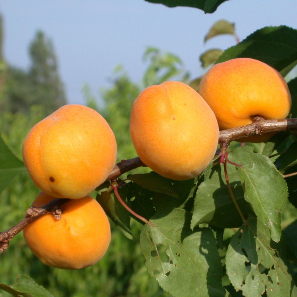 Prunus armeniaca Muscat de Nancy - Apricot Tree