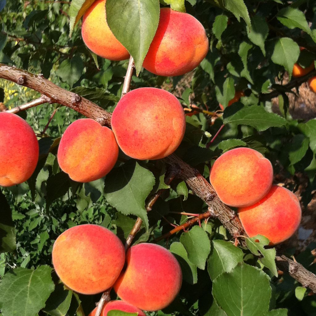 Prunus armeniaca Orange Summer - Apricot Tree
