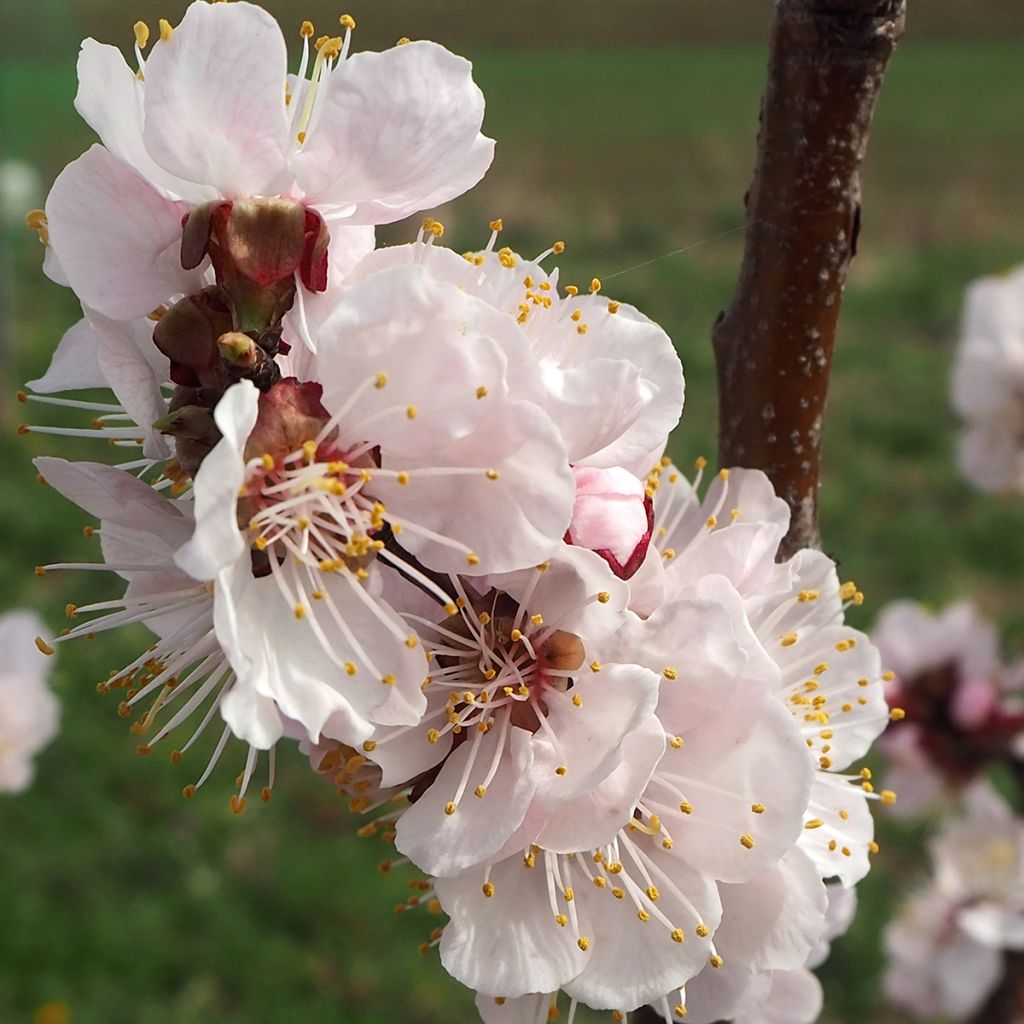 Prunus armeniaca Harcot - Apricot Tree