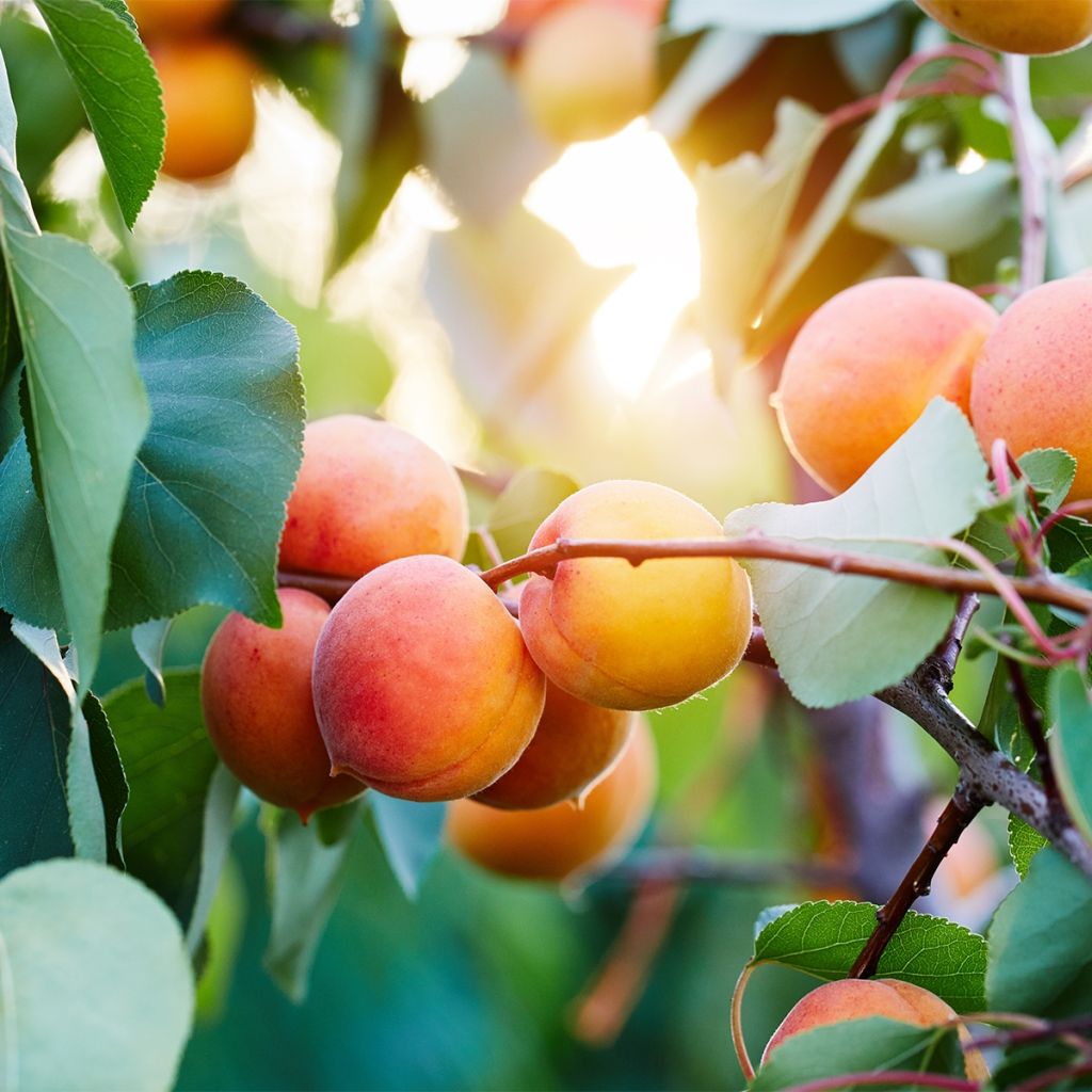 Prunus armeniaca Late Naked Bordaneil - Apricot Tree