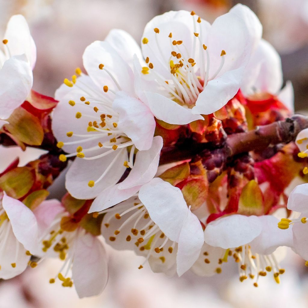 Prunus armeniaca Late Naked Bordaneil - Apricot Tree