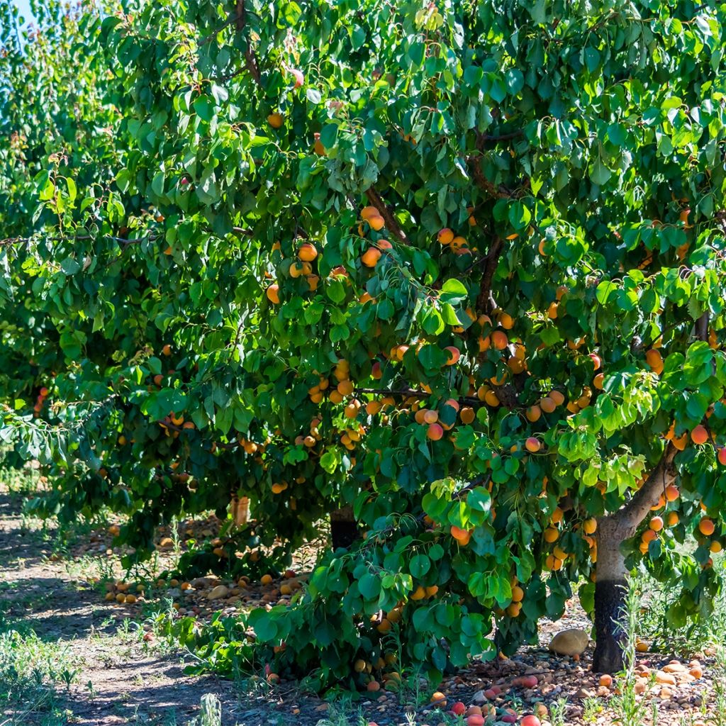 Prunus armeniaca Late Naked Bordaneil - Apricot Tree