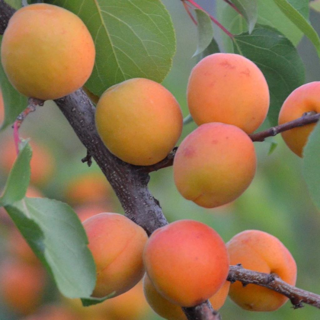 Prunus armeniaca Royal - Apricot Tree