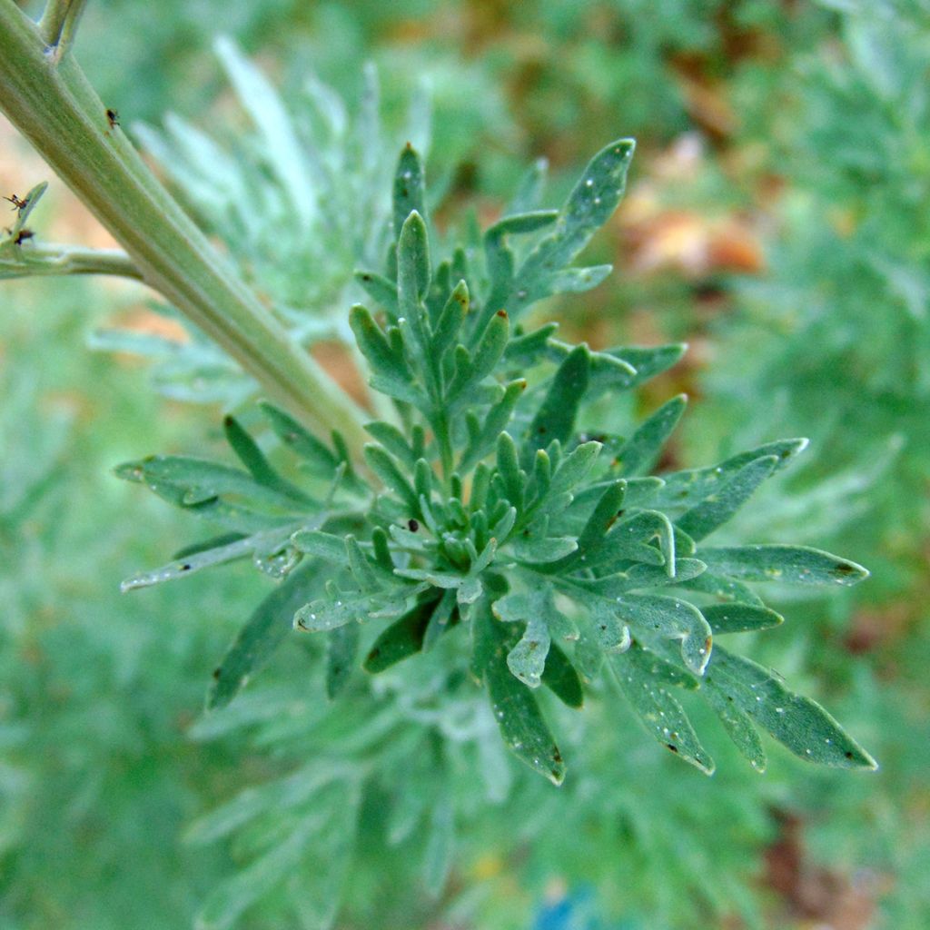 Common Wormwood - Artemisia absinthium