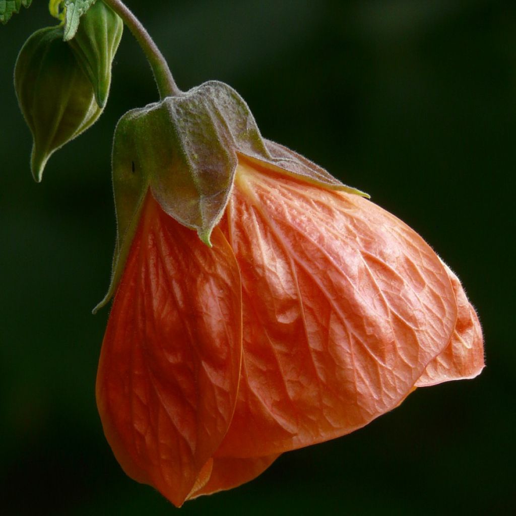 Abutilon pictum Thompsoni