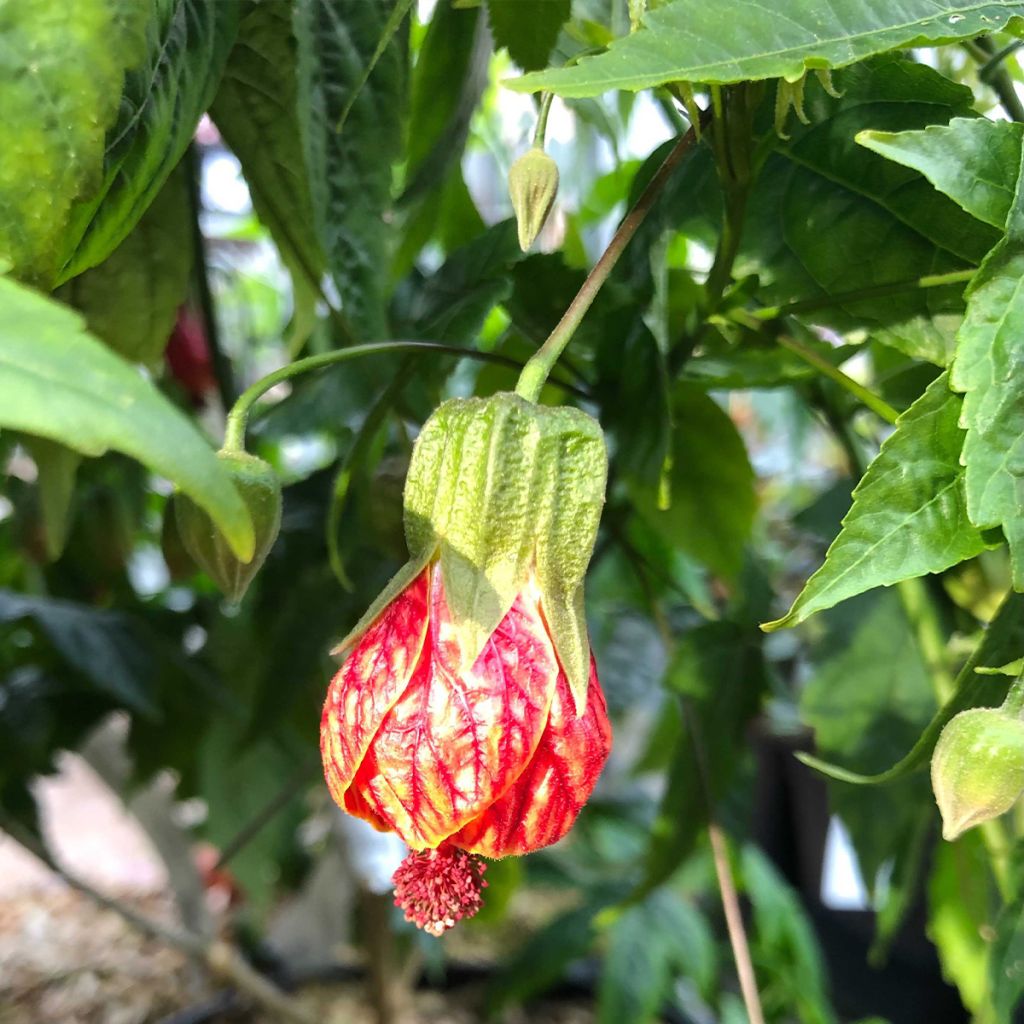 Abulilon striatum (pictum) Redvein