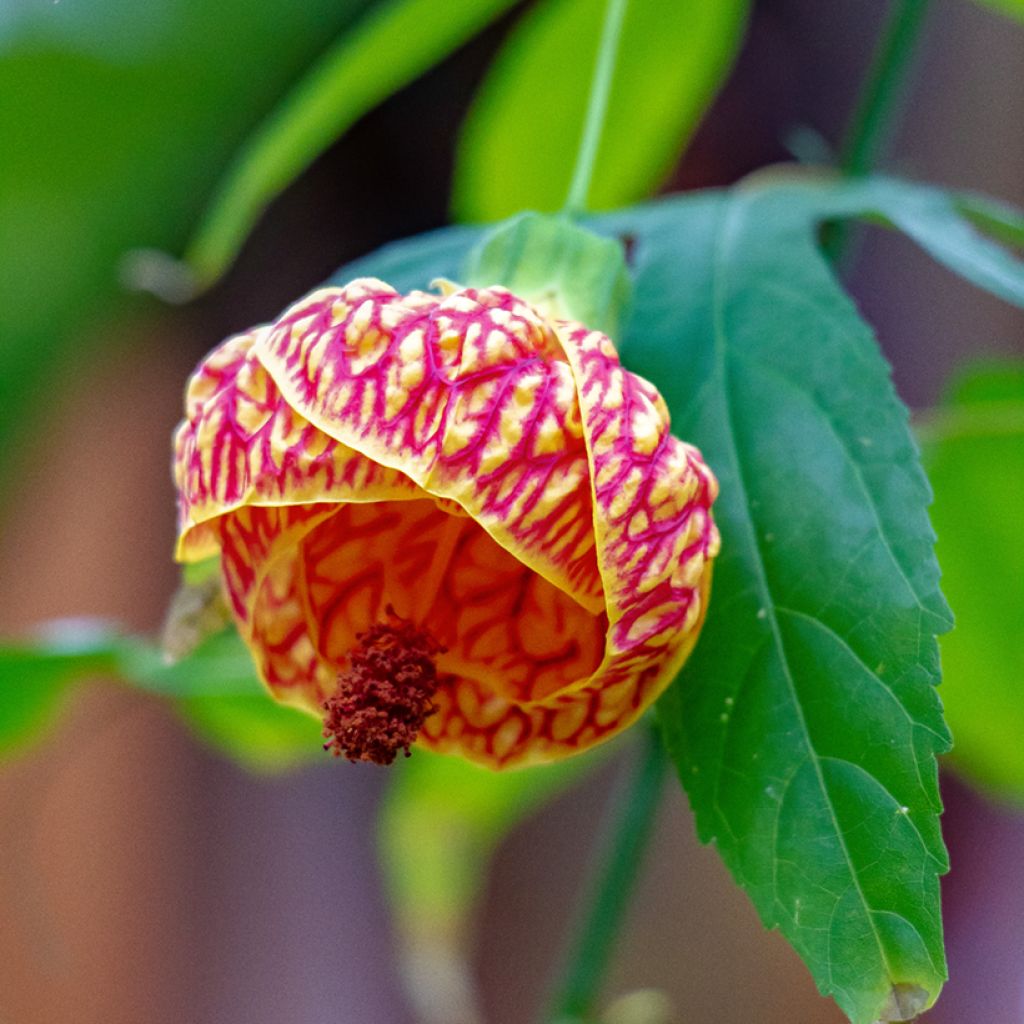 Abulilon striatum (pictum) Redvein