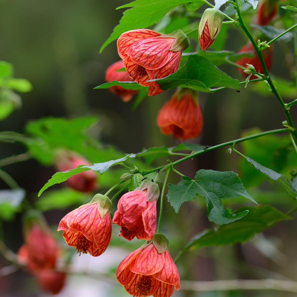 Abulilon striatum (pictum) Redvein