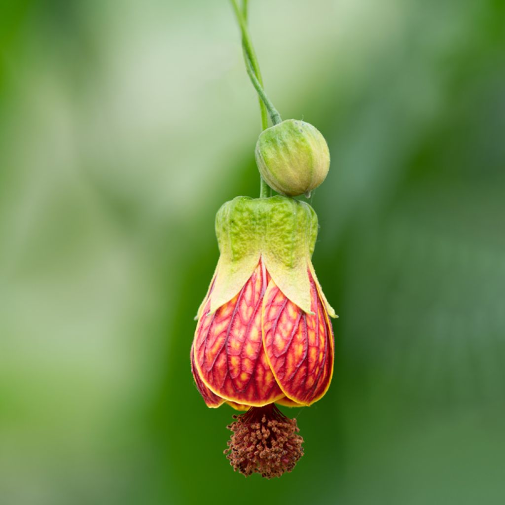 Abulilon striatum (pictum) Redvein