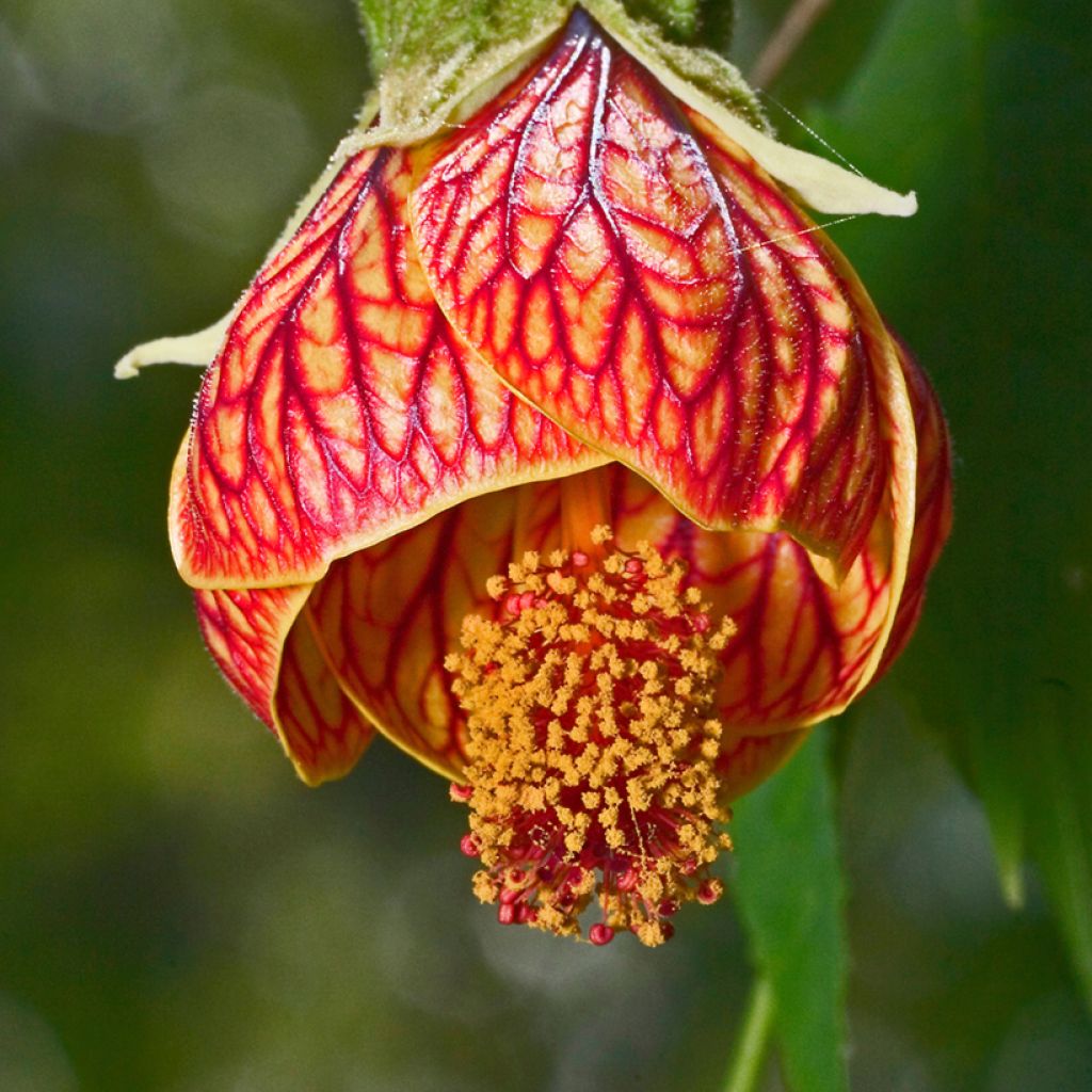Abulilon striatum (pictum) Redvein