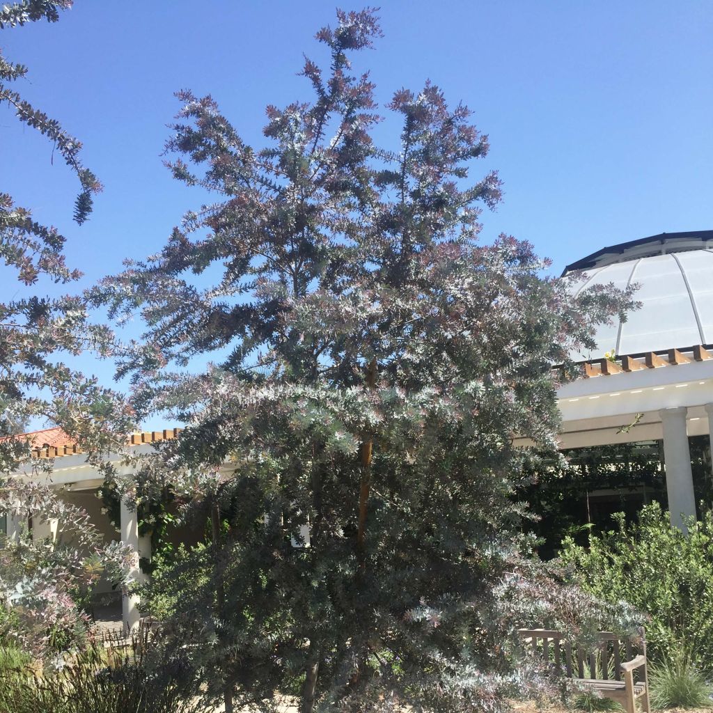 Acacia baileyana Purpurea