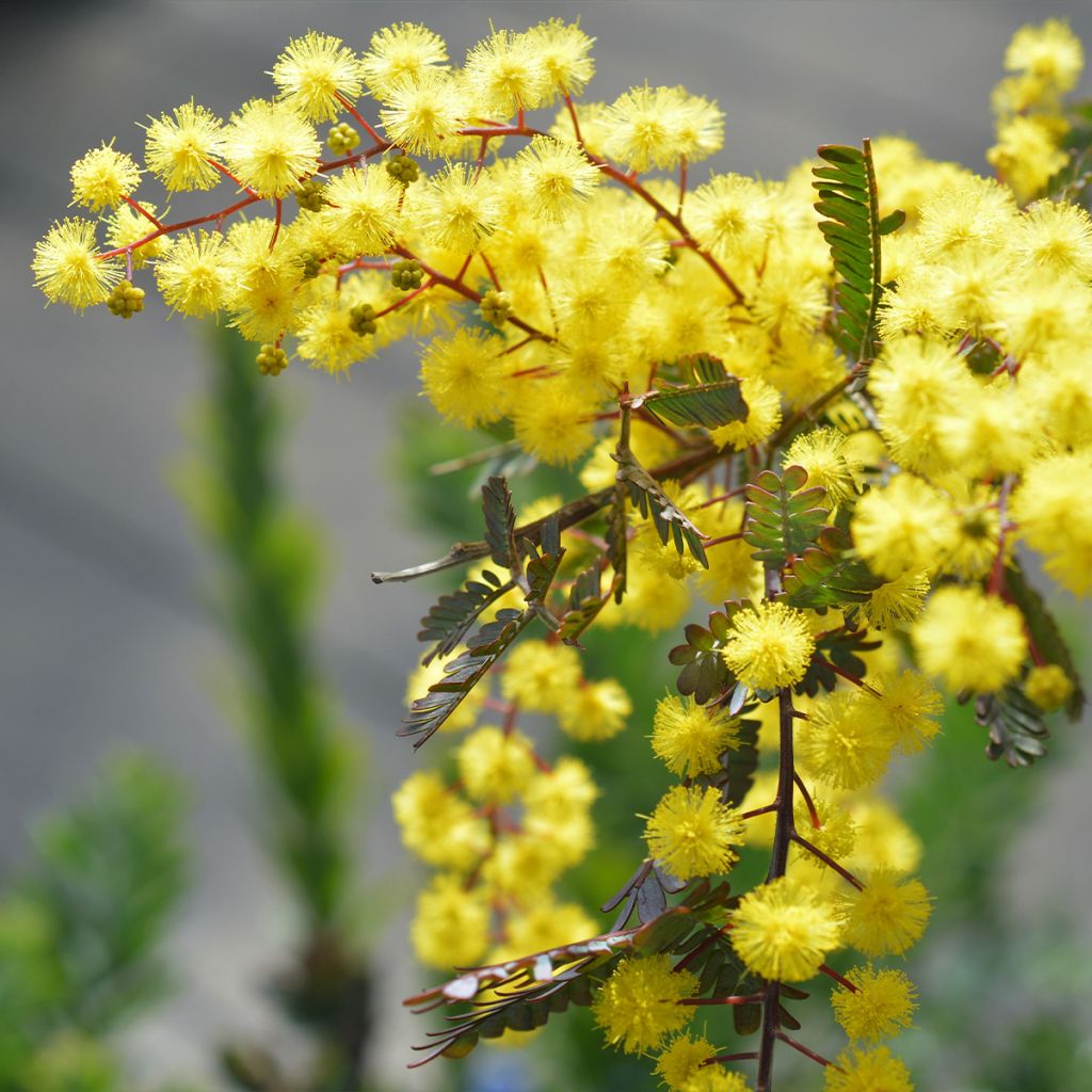 Acacia baileyana Songlines